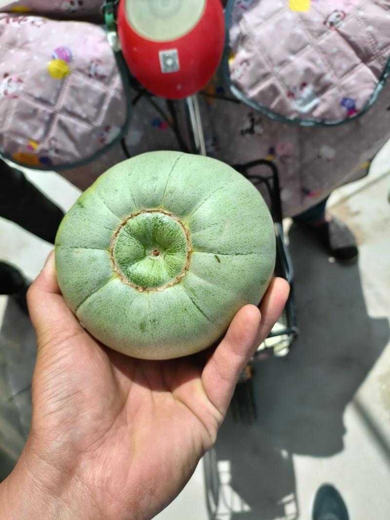 陆地头茬绿宝甜瓜花蕾甜瓜大量上市了，欢迎新老客户前来选购