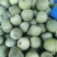陆地头茬绿宝甜瓜花蕾甜瓜大量上市了，欢迎新老客户前来选购