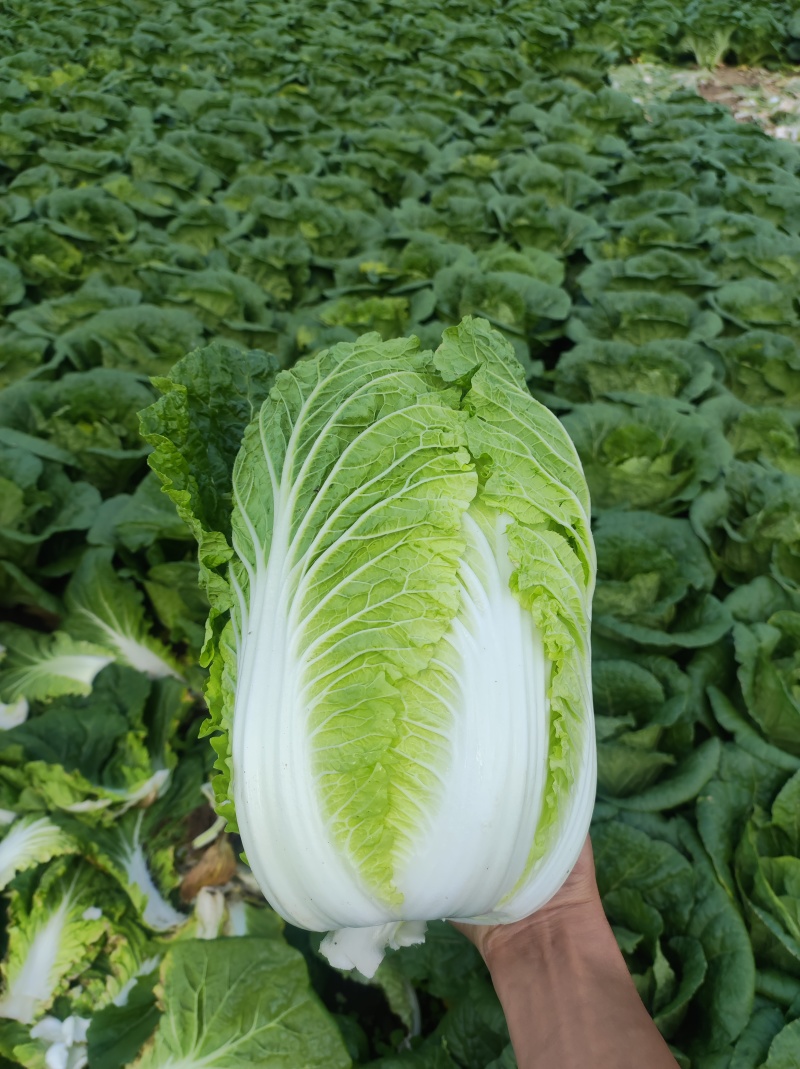 大白菜，黄心大白菜陕西省宝鸡市太白县黄心大白菜