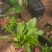 林下鼠尾草
