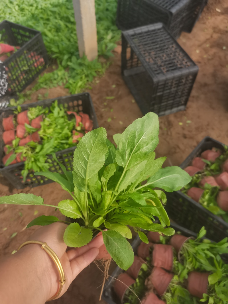 林下鼠尾草