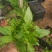 林下鼠尾草