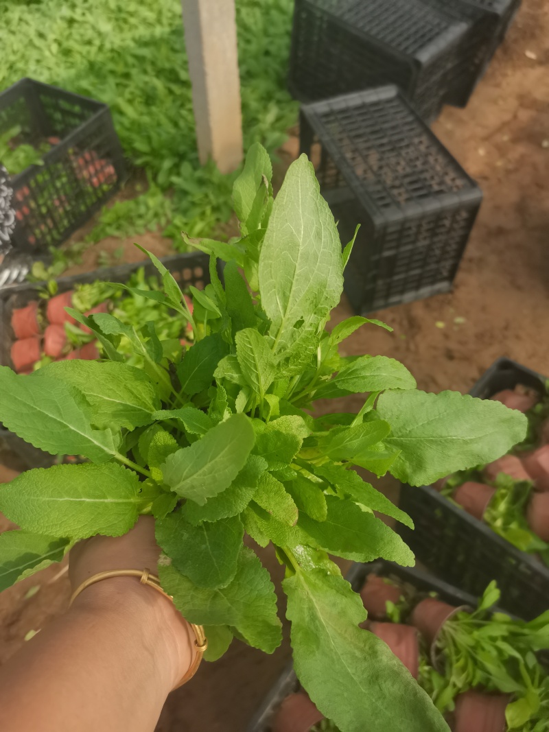 林下鼠尾草