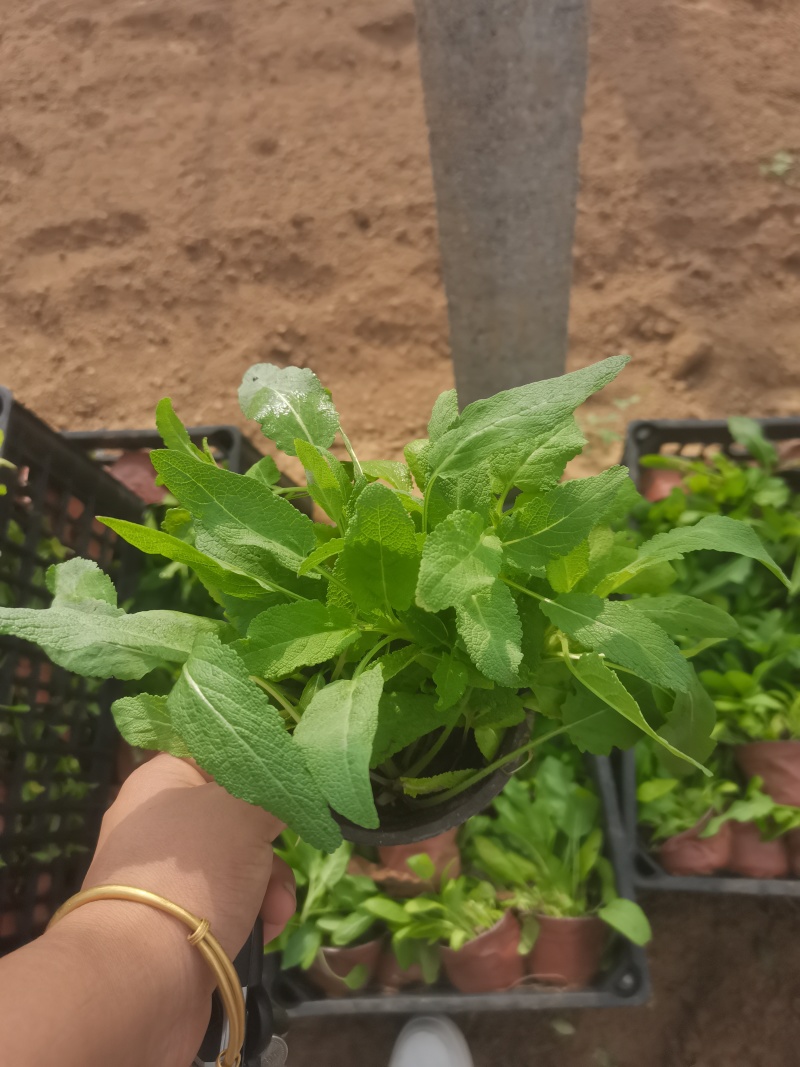 林下鼠尾草