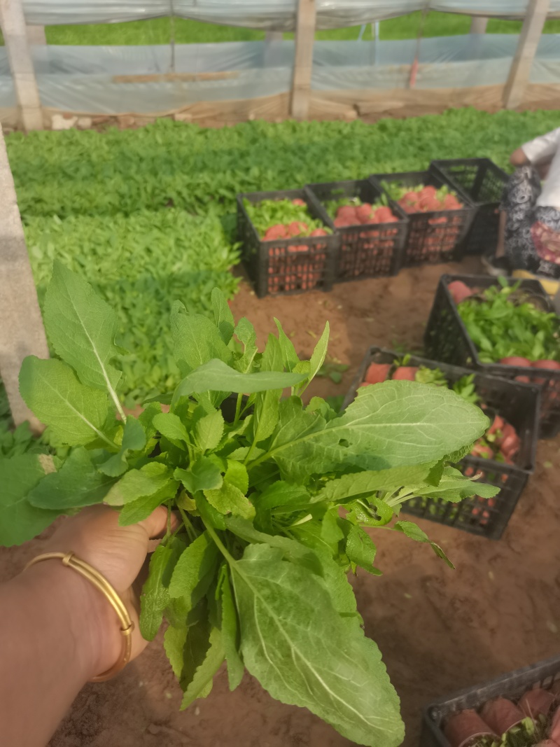 林下鼠尾草