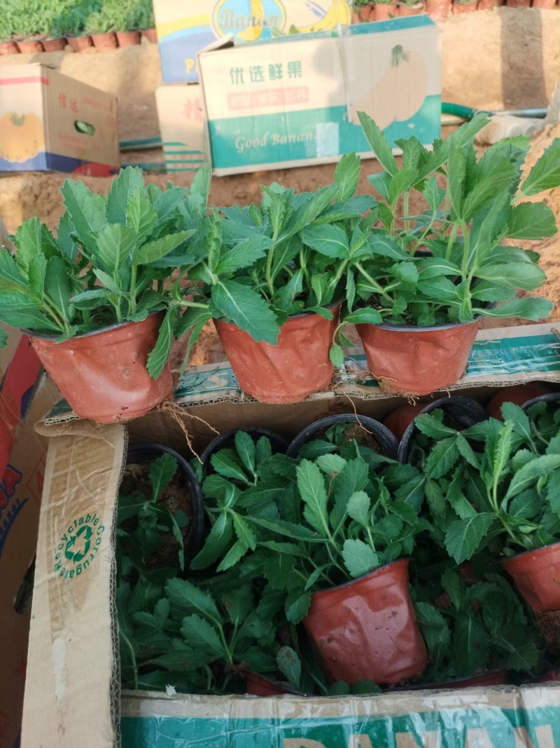 桑托斯矮生马鞭草（基地直发）大量有货欢迎合作