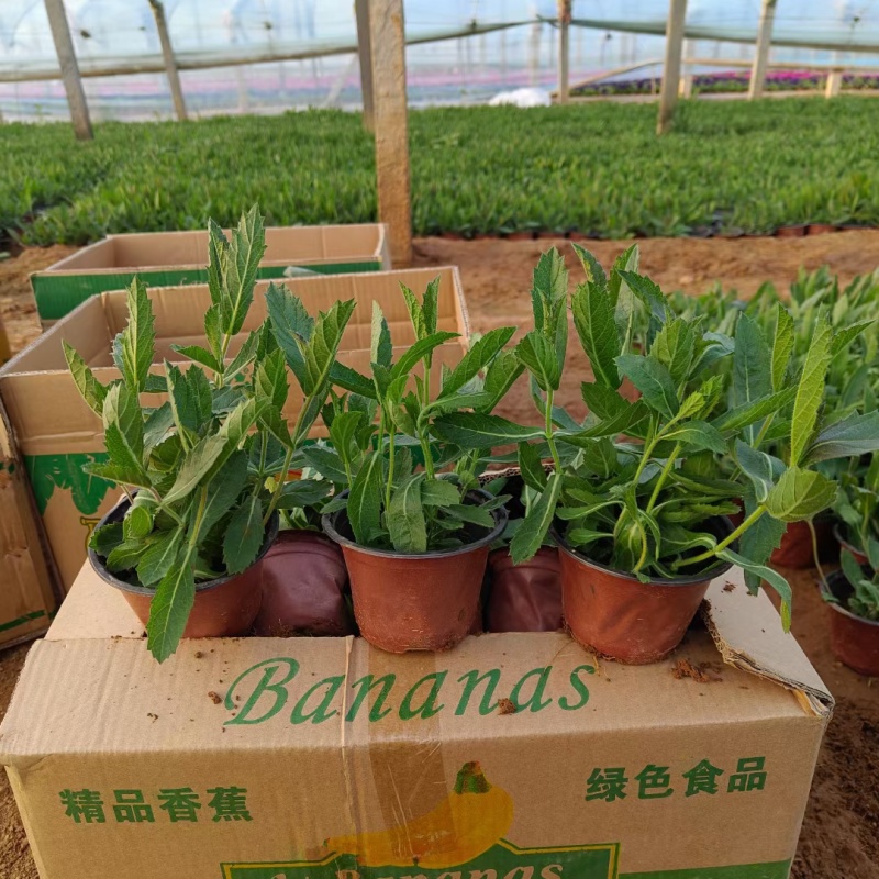 桑托斯矮生马鞭草（基地直发）大量有货欢迎合作