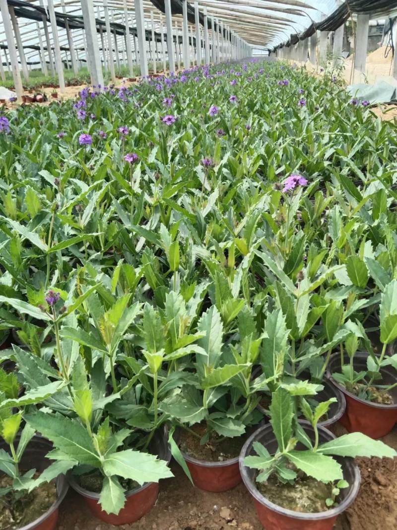 桑托斯矮生马鞭草（基地直发）大量有货欢迎合作