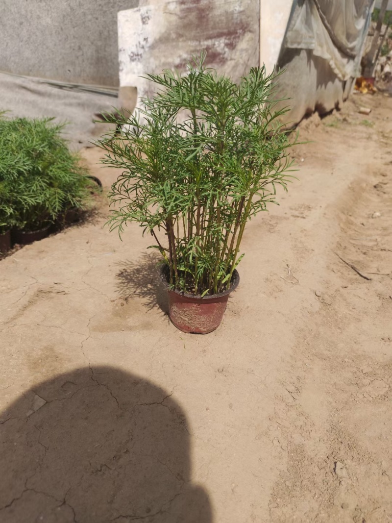 波斯菊（格桑花）大量出售苗圃直发价格优惠欢迎来电咨询
