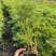 波斯菊（格桑花）大量出售苗圃直发价格优惠欢迎来电咨询