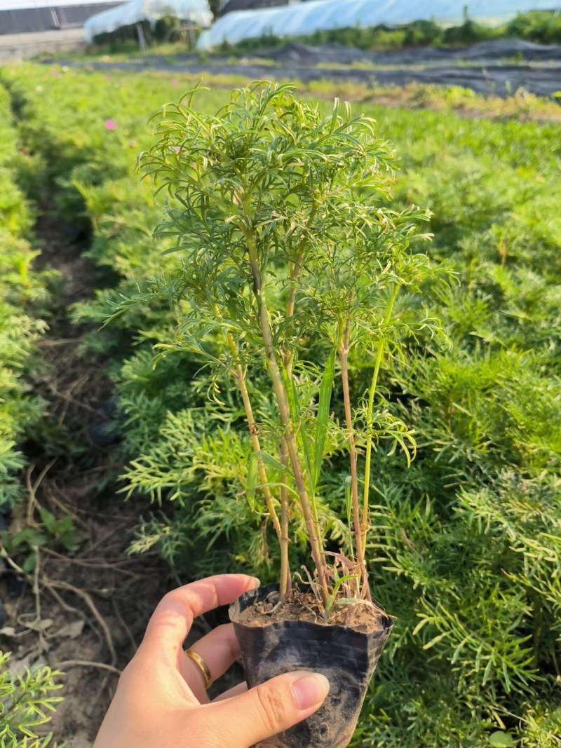 波斯菊（格桑花）大量出售苗圃直发价格优惠欢迎来电咨询