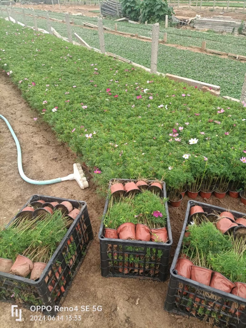 波斯菊（格桑花）大量出售苗圃直发价格优惠欢迎来电咨询