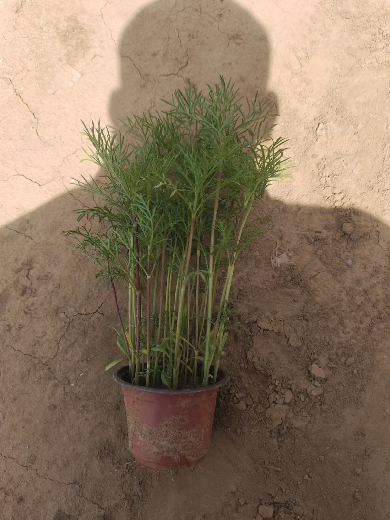波斯菊（格桑花）大量出售苗圃直发价格优惠欢迎来电咨询