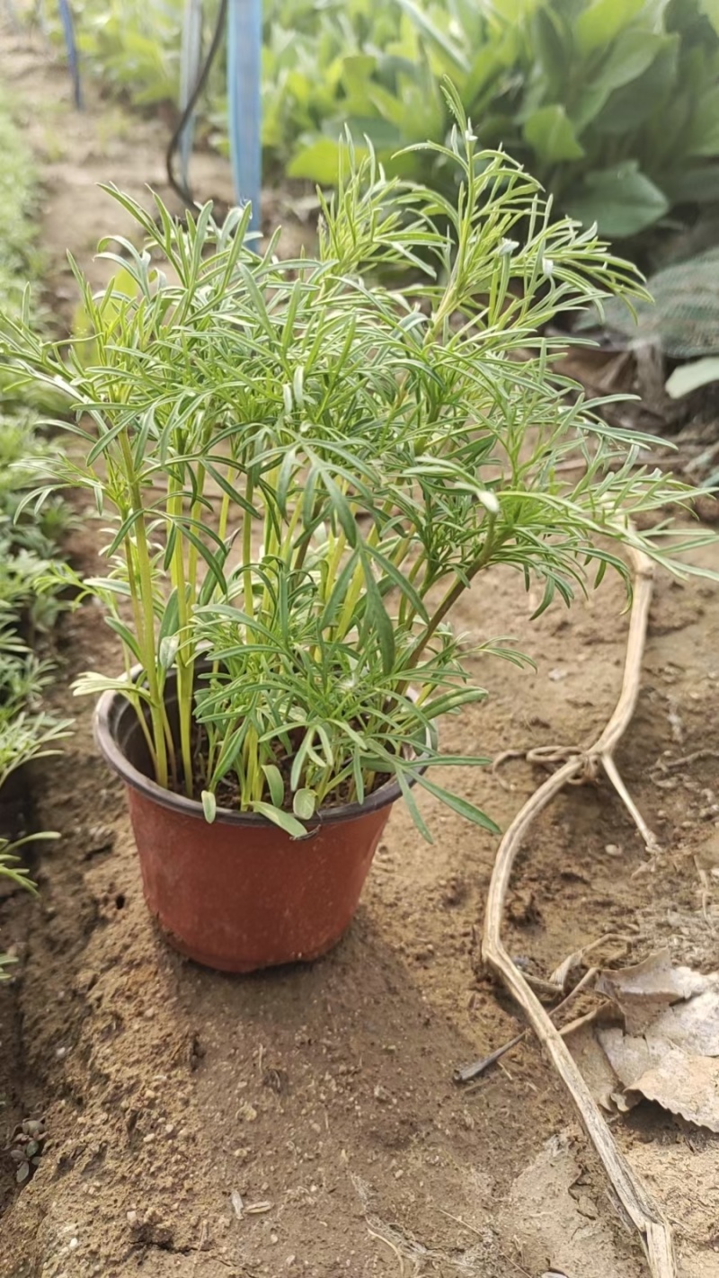 波斯菊（格桑花）大量出售苗圃直发价格优惠欢迎来电咨询