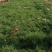 波斯菊（格桑花）大量出售苗圃直发价格优惠欢迎来电咨询