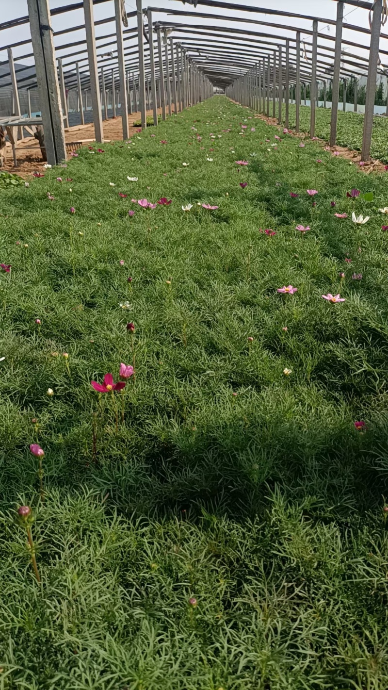 波斯菊（格桑花）大量出售苗圃直发价格优惠欢迎来电咨询