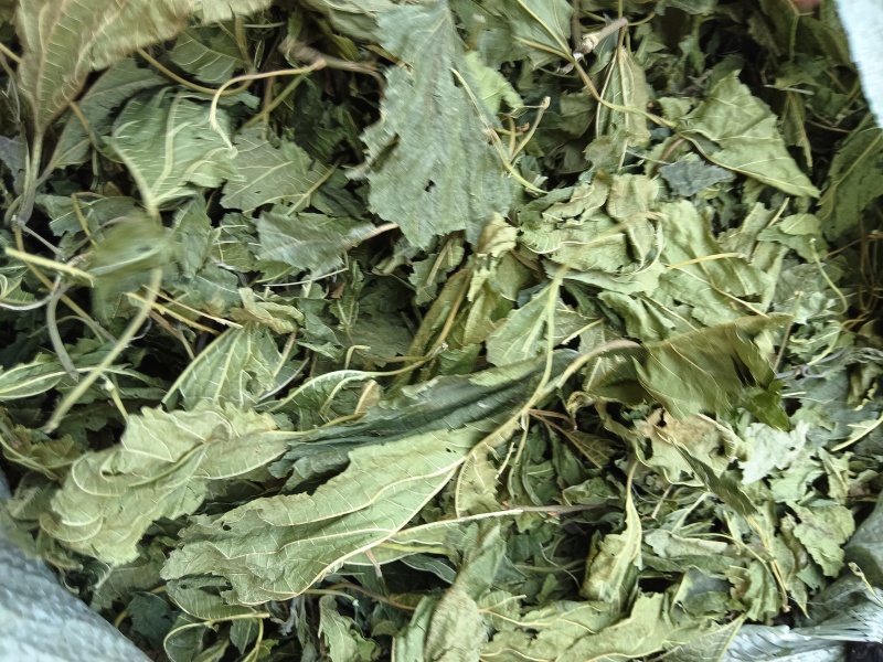 青桑叶大量上市，今年的一百吨