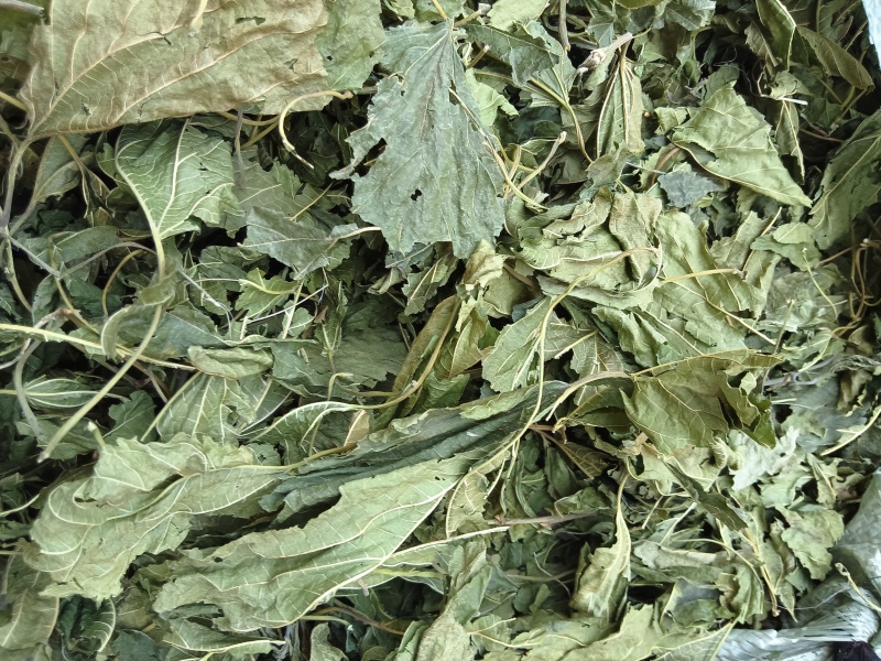 青桑叶大量上市，今年的一百吨