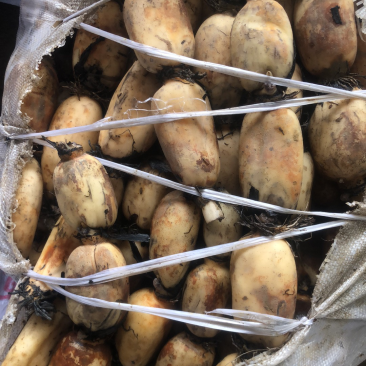 莲藕粉糯香甜，有需要联系