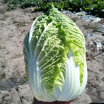 大白菜上市了