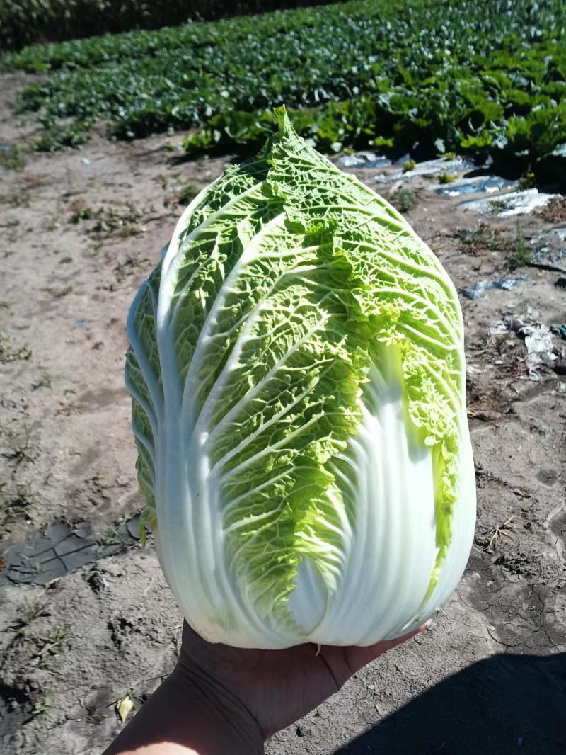 大白菜上市了