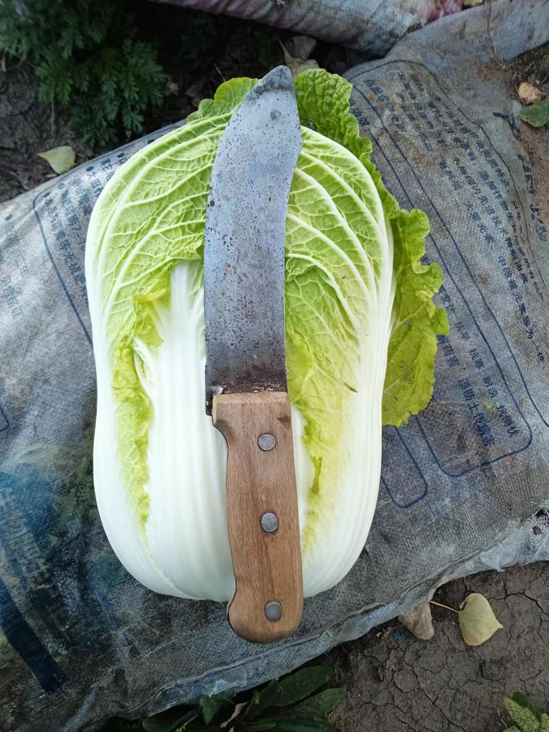 大白菜上市了