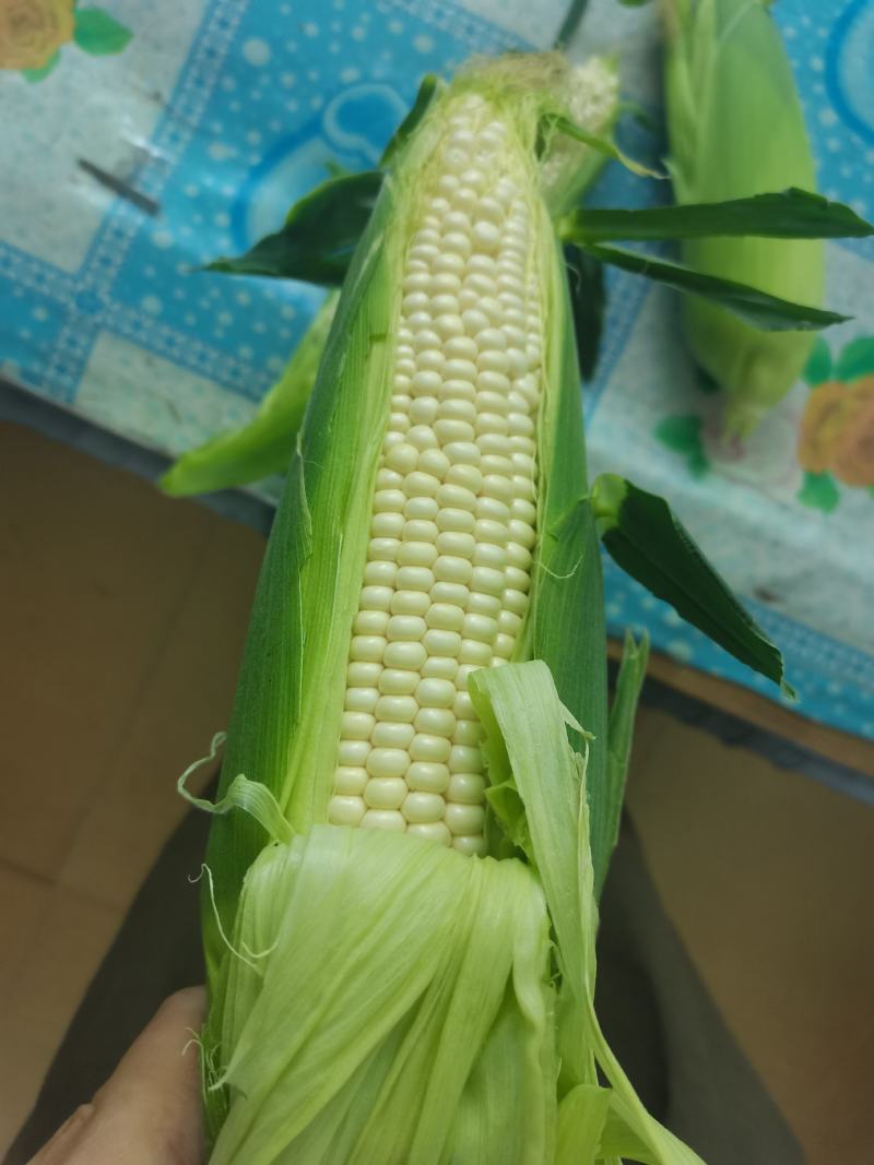鲜玉米下来，口感嘎嘎好，无虫，皮色特别绿，
