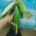 鲜玉米下来，口感嘎嘎好，无虫，皮色特别绿，