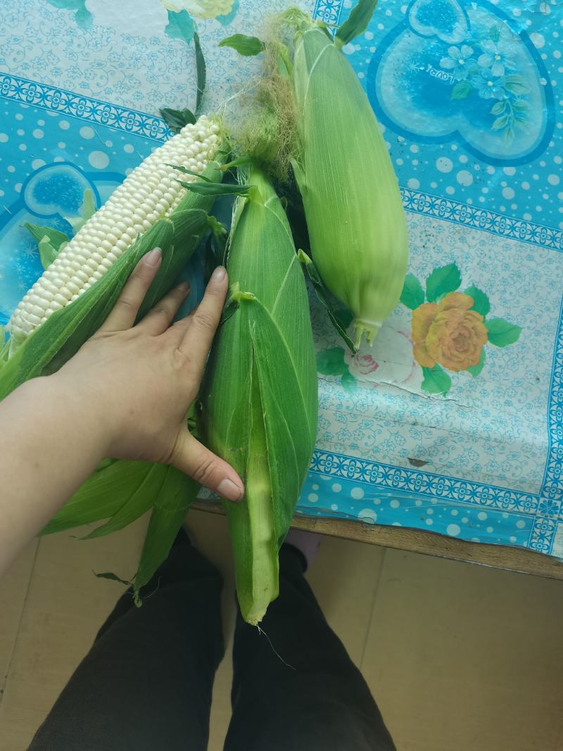 鲜玉米下来，口感嘎嘎好，无虫，皮色特别绿，