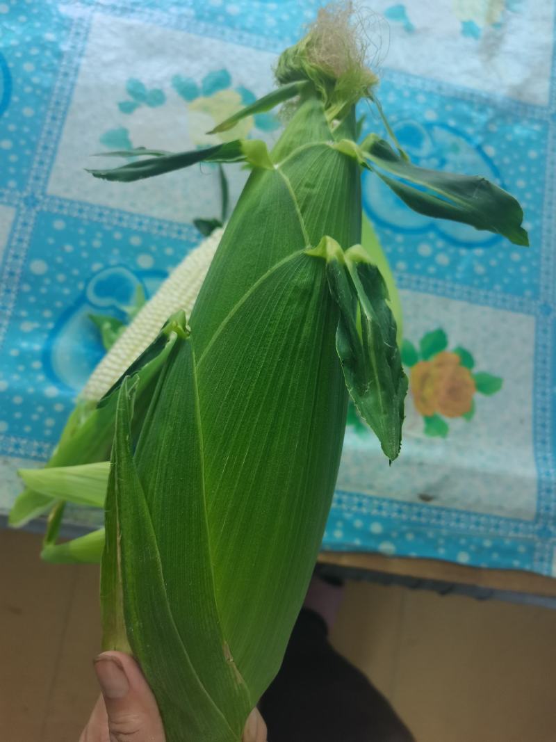 鲜玉米下来，口感嘎嘎好，无虫，皮色特别绿，
