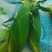 鲜玉米下来，口感嘎嘎好，无虫，皮色特别绿，
