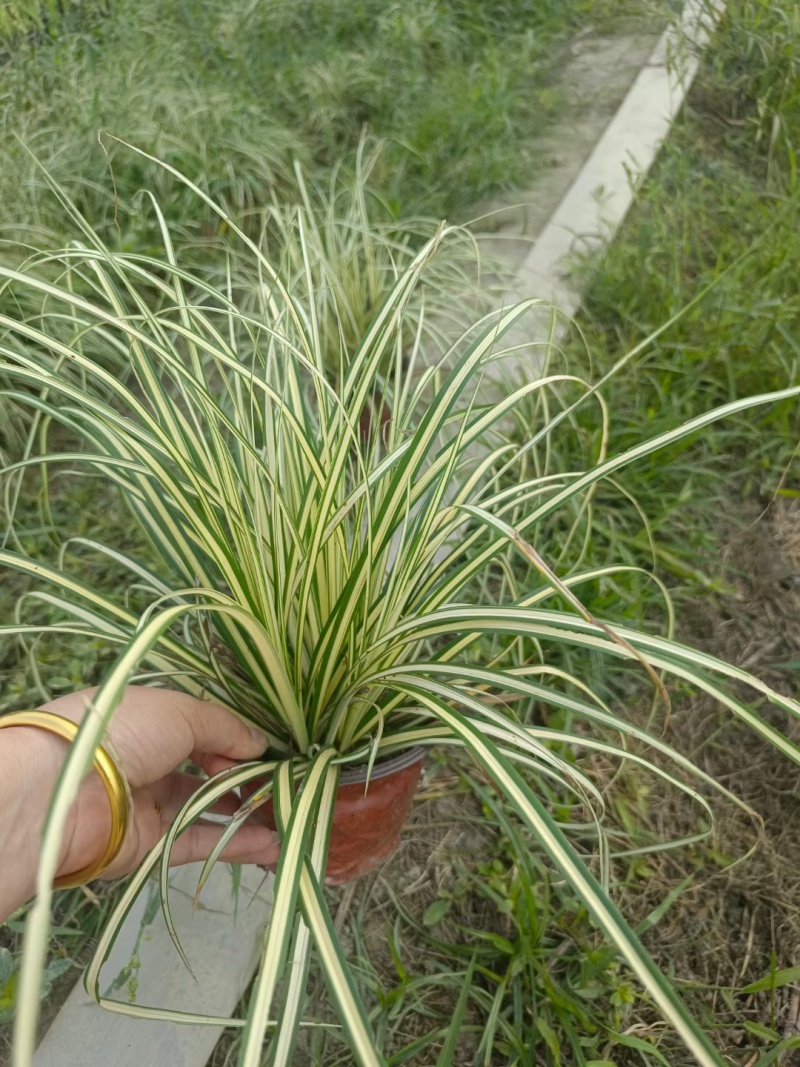 12杯金叶苔草、14杯金叶苔草、2加仑盆金叶苔草