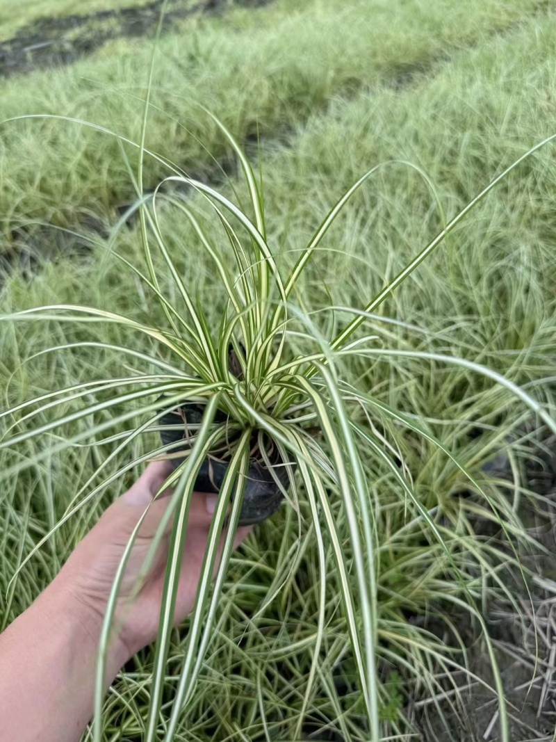 12杯金叶苔草、14杯金叶苔草、2加仑盆金叶苔草