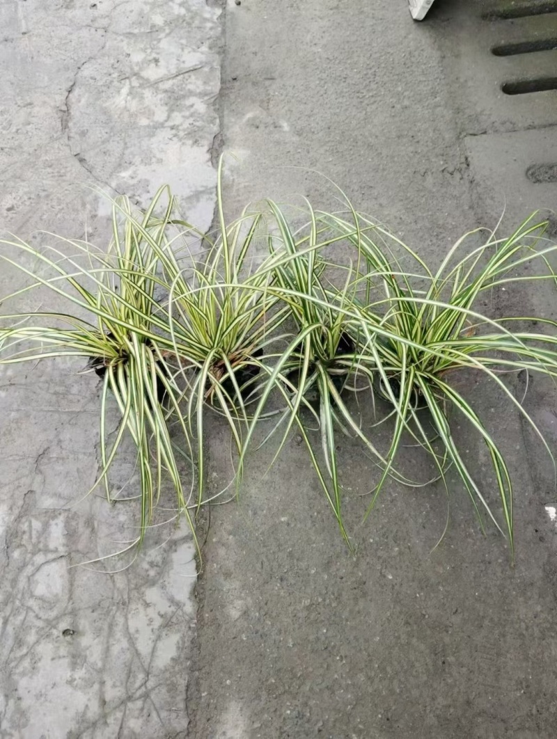 12杯金叶苔草、14杯金叶苔草、2加仑盆金叶苔草