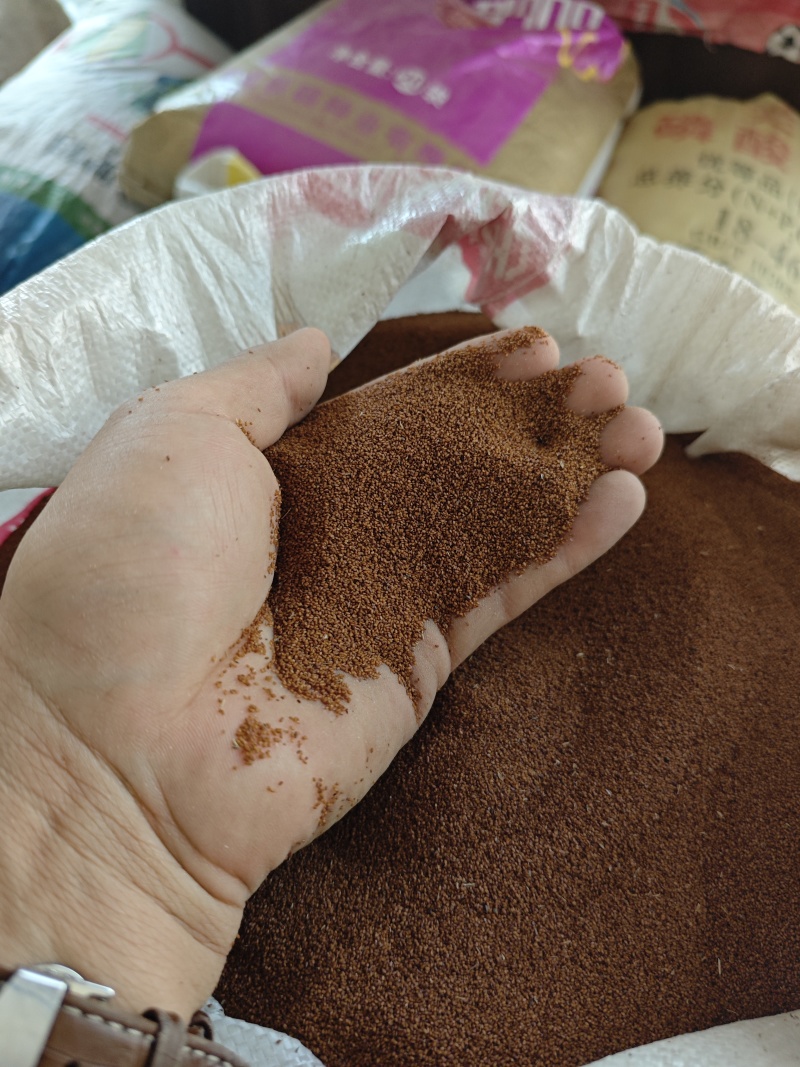 葶苈子大量供应价格优惠品质保证支持视频看货欢迎来电