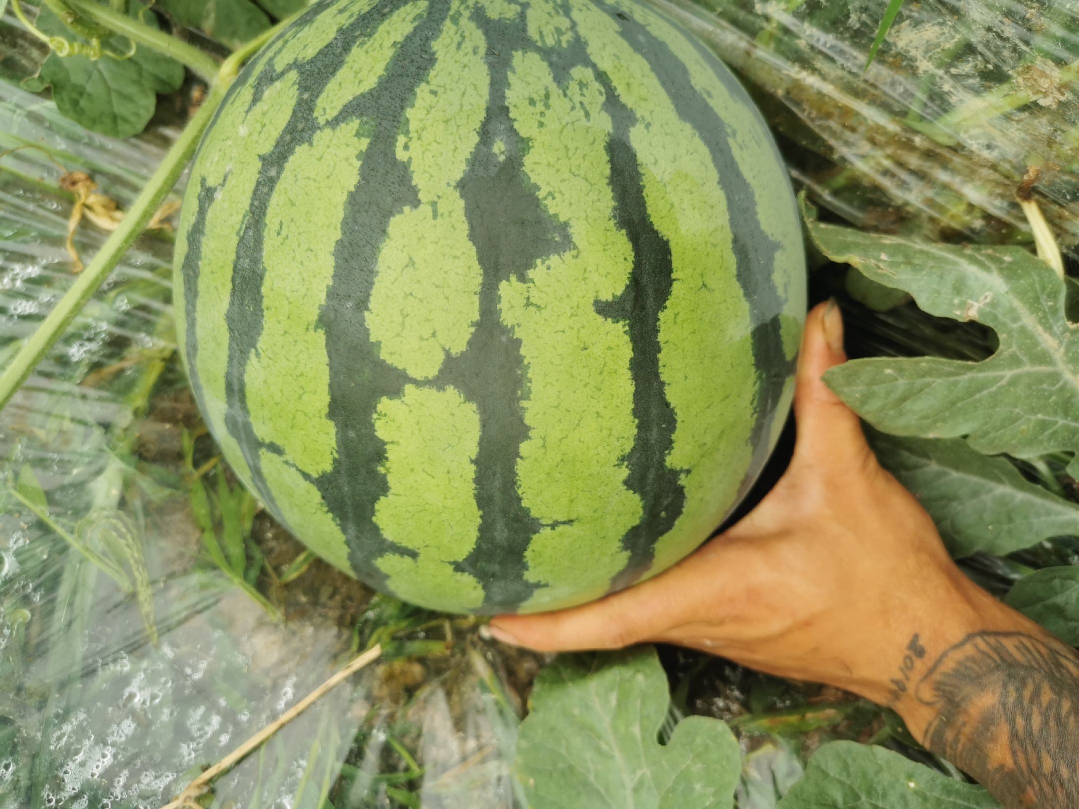 美都西瓜的外观特写