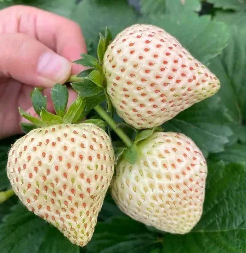 脱毒天使八号草莓苗，白雪公主草莓苗，雪兔，粉玉，白草莓苗