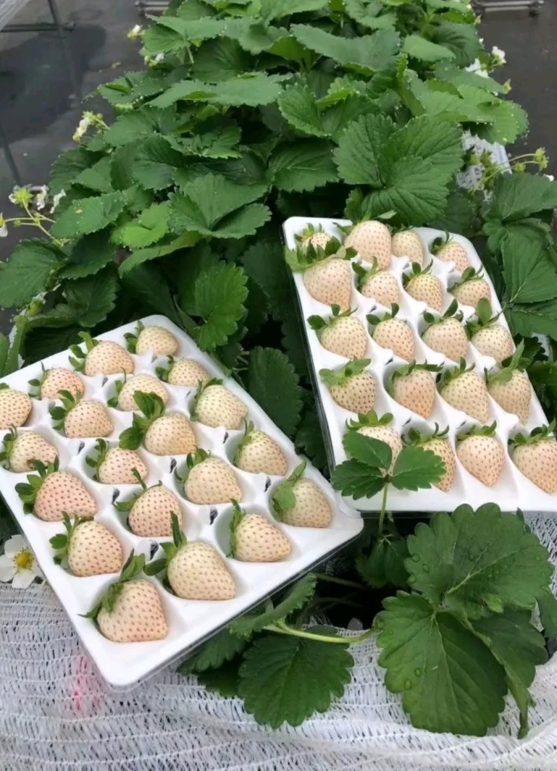 脱毒天使八号草莓苗，白雪公主草莓苗，雪兔，粉玉，白草莓苗