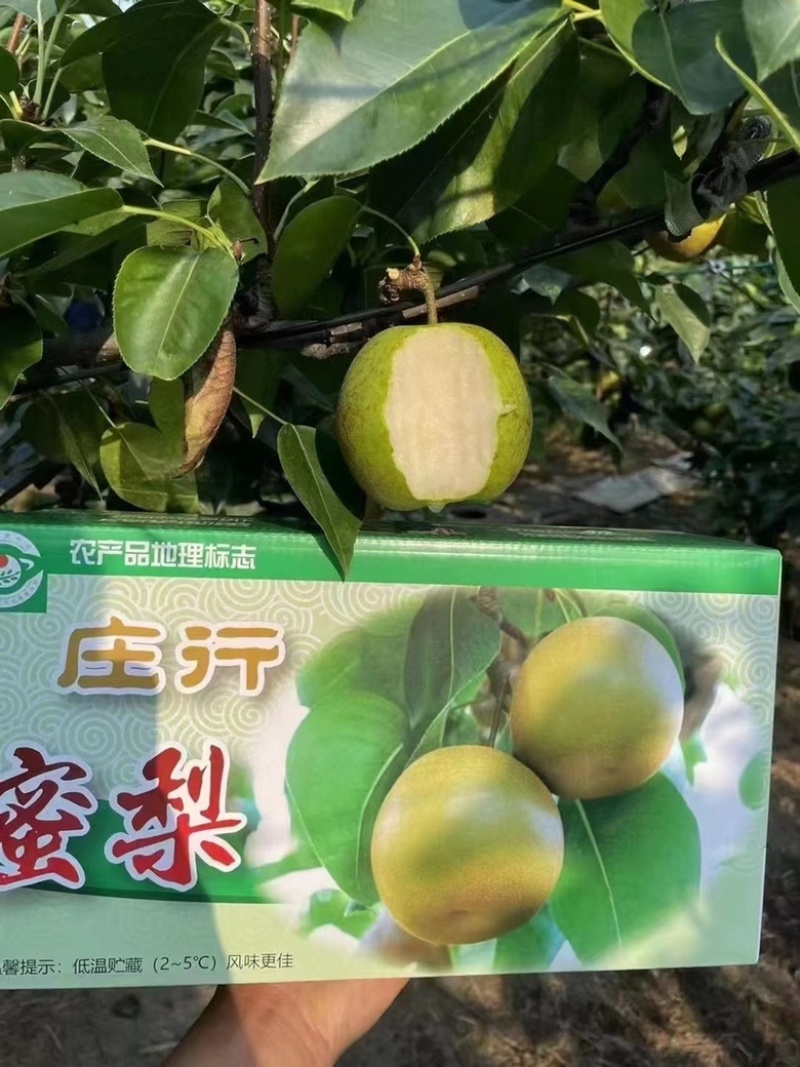 上海庄行蜜梨精品翠冠梨大量上市，产地直销，量大从优