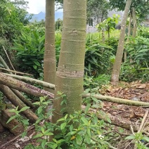 各种大小的发财树都有，价格根据大小定价