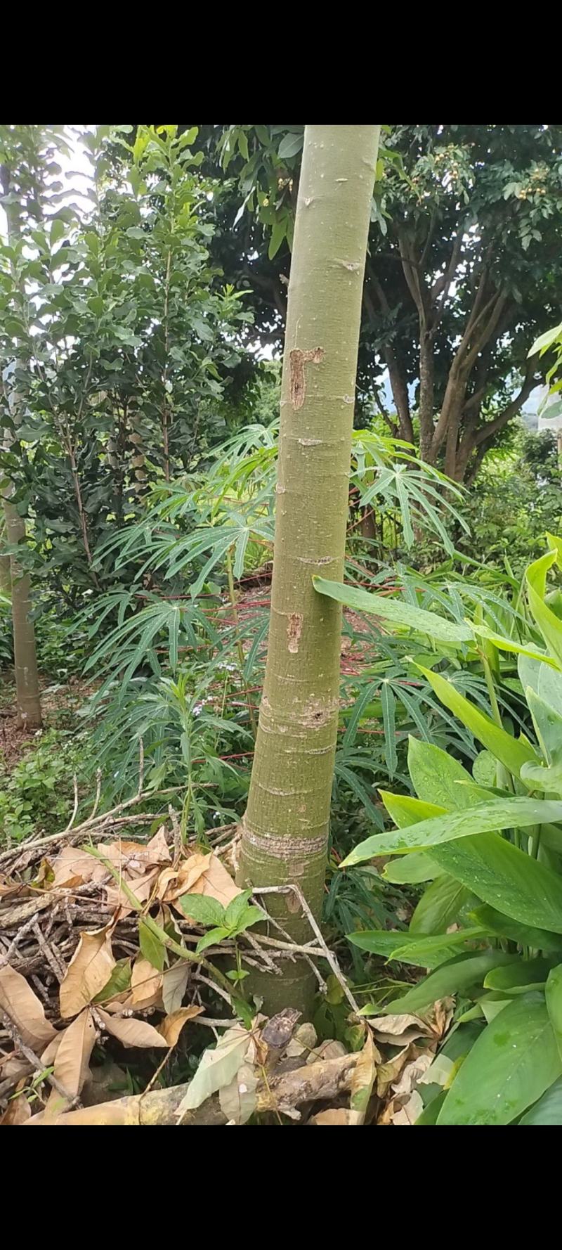 各种大小的发财树都有，价格根据大小定价