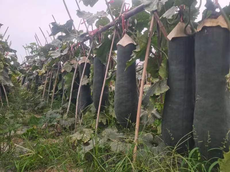 广西黑皮冬瓜15斤以上吊瓜大量上市欢迎采购