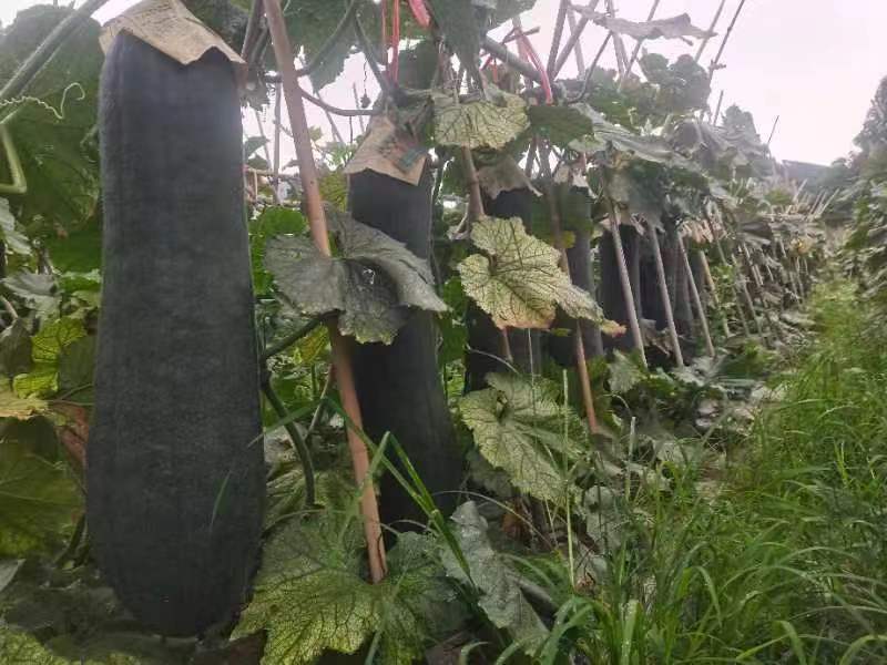广西黑皮冬瓜15斤以上吊瓜大量上市欢迎采购