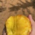潍坊昌乐9602甜油桃，黄芯，口感极甜，大量现货