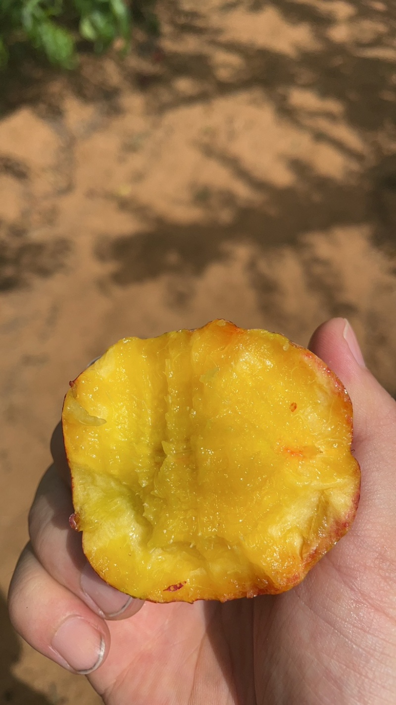 潍坊昌乐9602甜油桃，黄芯，口感极甜，大量现货