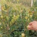 油茶苗嫁接良种茶籽树苗