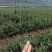 油茶苗嫁接良种茶籽树苗
