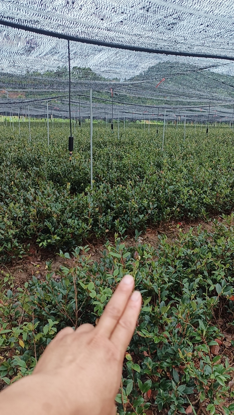 油茶苗嫁接良种茶籽树苗