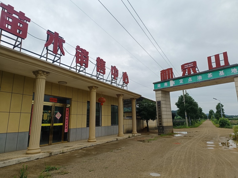 油茶苗嫁接良种茶籽树苗