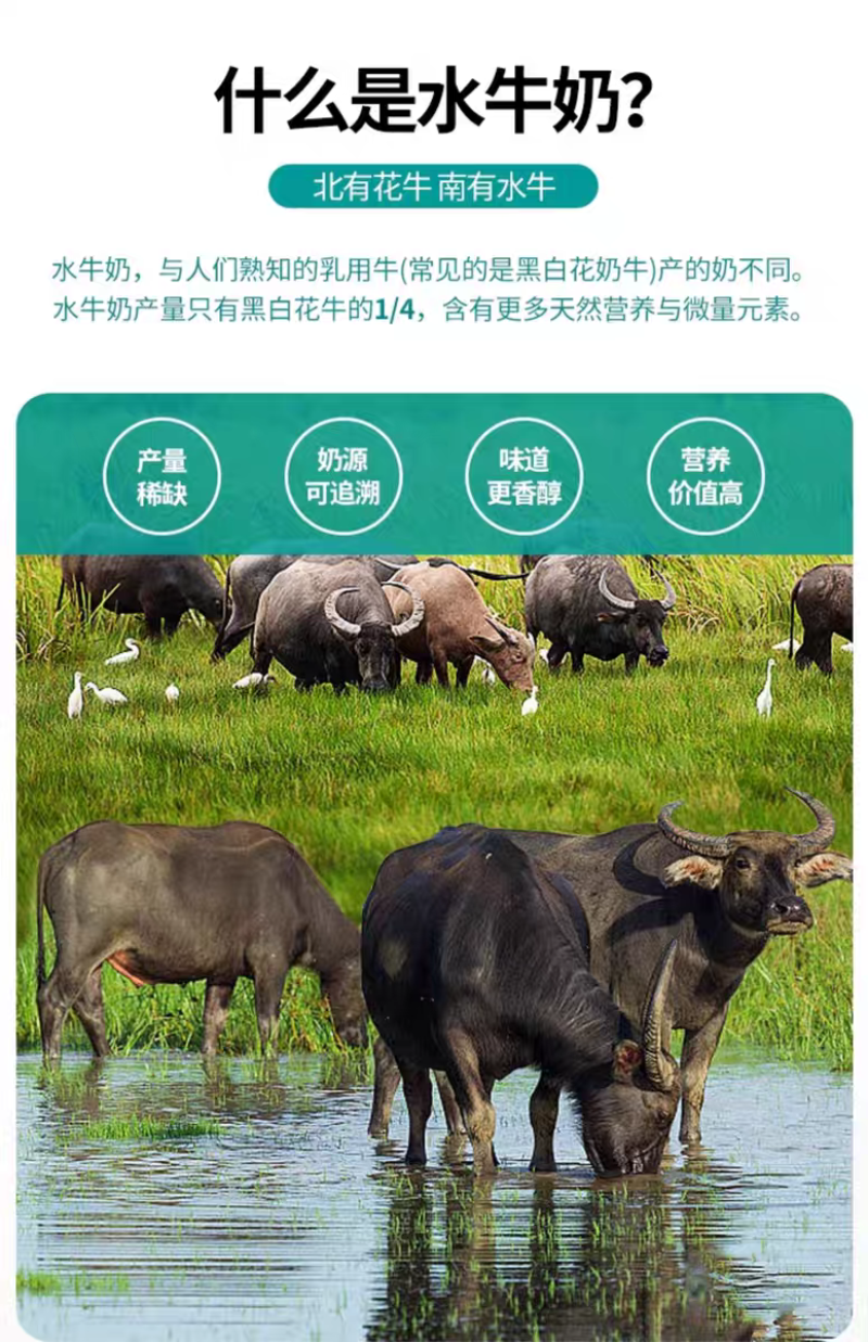 纯水牛奶厂家直供，诚信为本品质保证，合作共赢